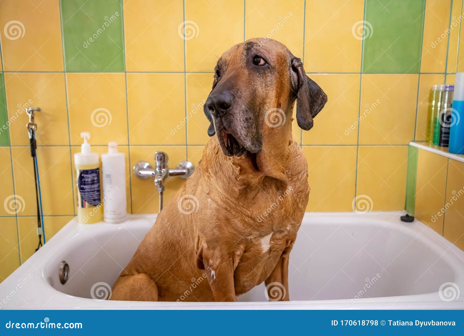 Raça Brasileira De Cachorro Fila Tomando Banho Com Sabão E água
