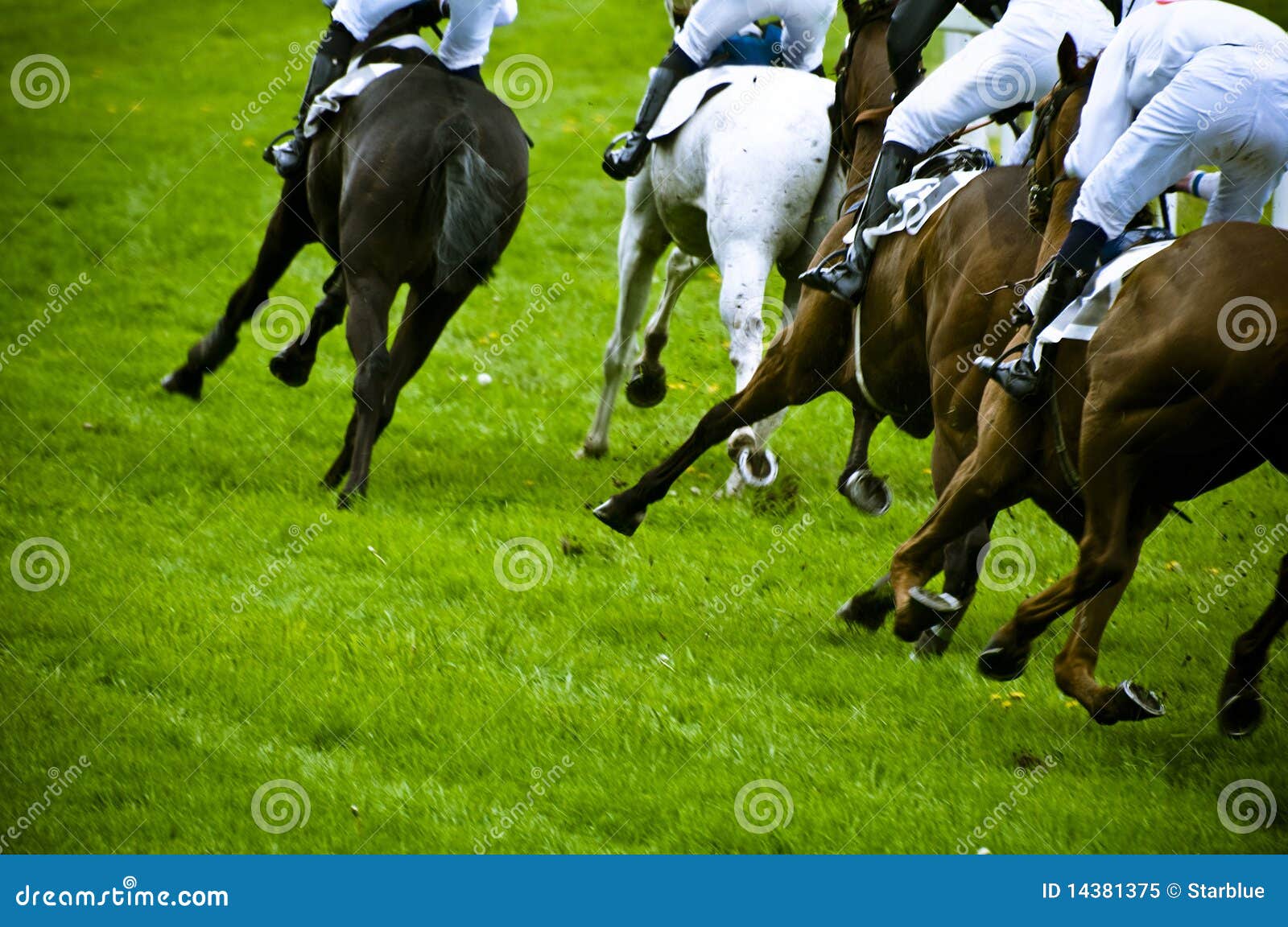 Cara De Um Cavalo De Corrida De Raça Pura Bonita No Treinamento De Dressage  Foto Royalty Free, Gravuras, Imagens e Banco de fotografias. Image 57193614