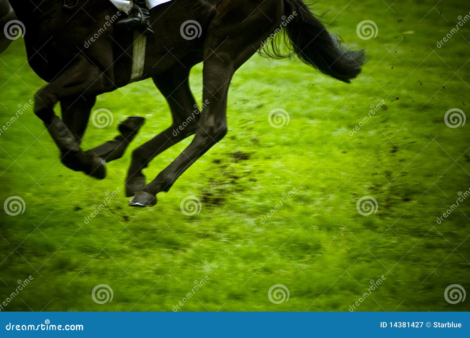 Cara De Um Cavalo De Corrida De Raça Pura Bonita No Treinamento De Dressage  Foto Royalty Free, Gravuras, Imagens e Banco de fotografias. Image 57193614