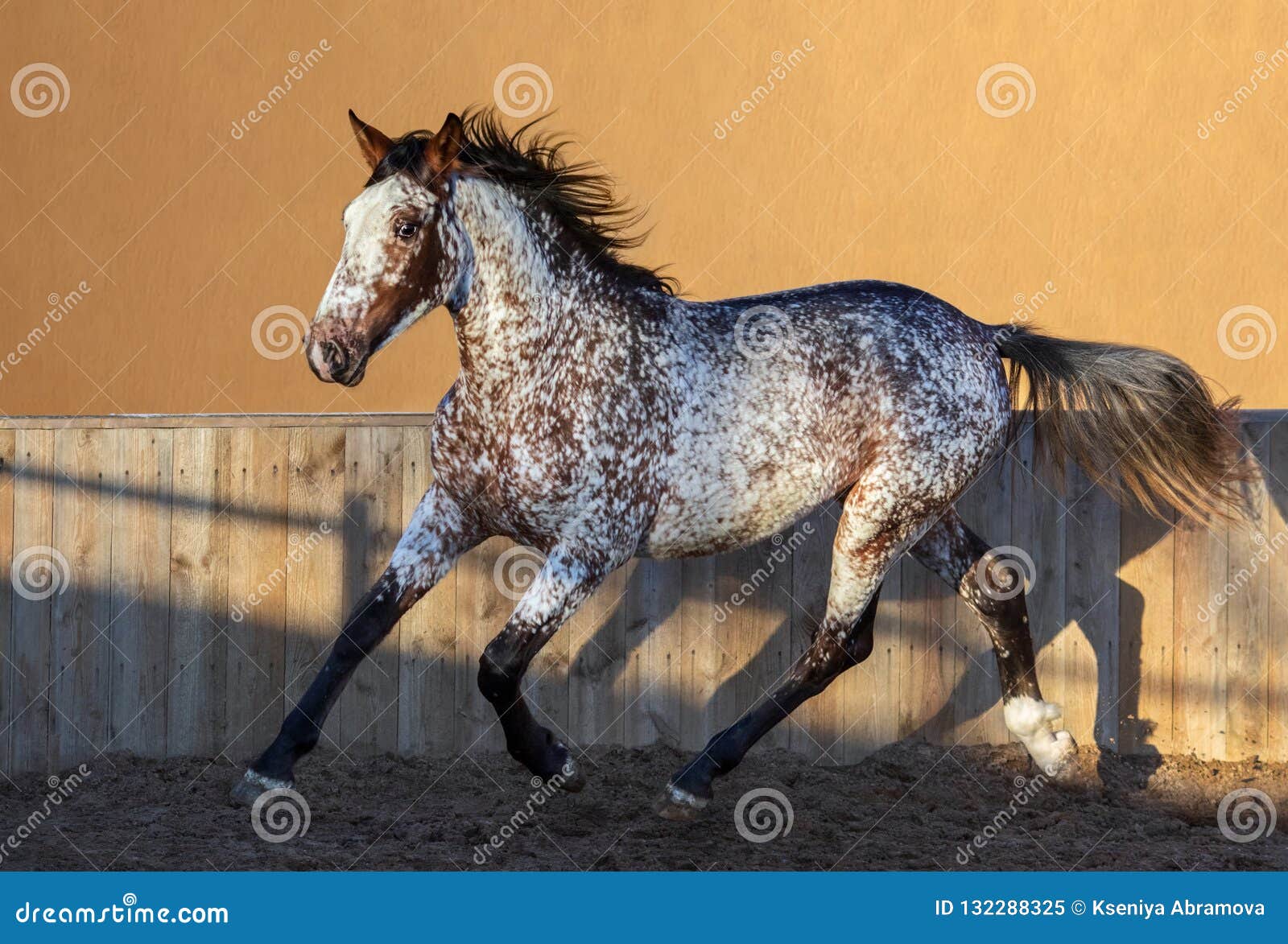 Quer um Appaloosa? Saiba um pouco sobre essa raça de cavalo então