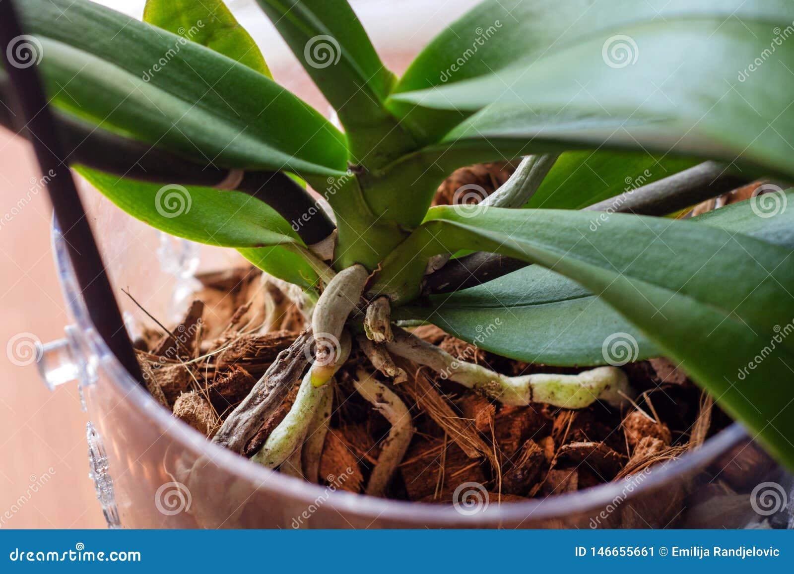 Raíces De La Orquídea Del Phalaenopsis En Maceta Con El Substrato Y Las  Hojas Verdes En Casa Imagen de archivo - Imagen de agricultura, corteza:  146655661