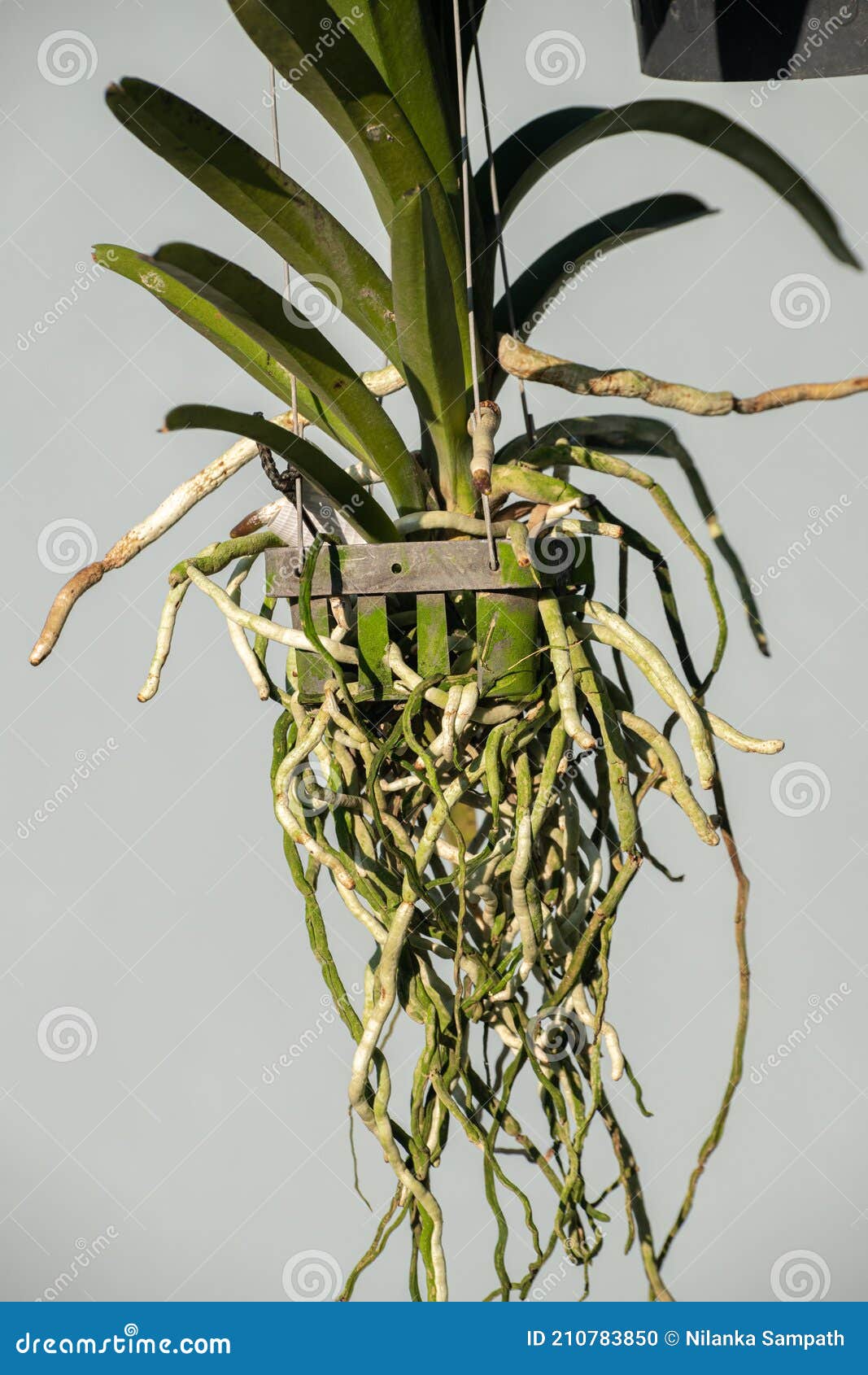 Raízes Longas Da Orquídea Crescem Nos Espaços Do Vaso De Flores Perto Da  Foto. Orquídeas Crescem Sem Solo E Sem Erva Foto de Stock - Imagem de  brilhante, flor: 210783850