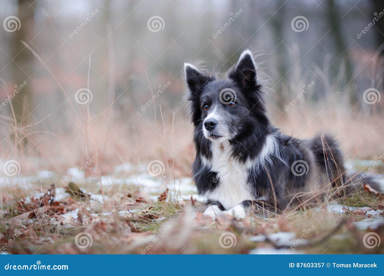 Rabatowy Collie. Border collie w zima czasie