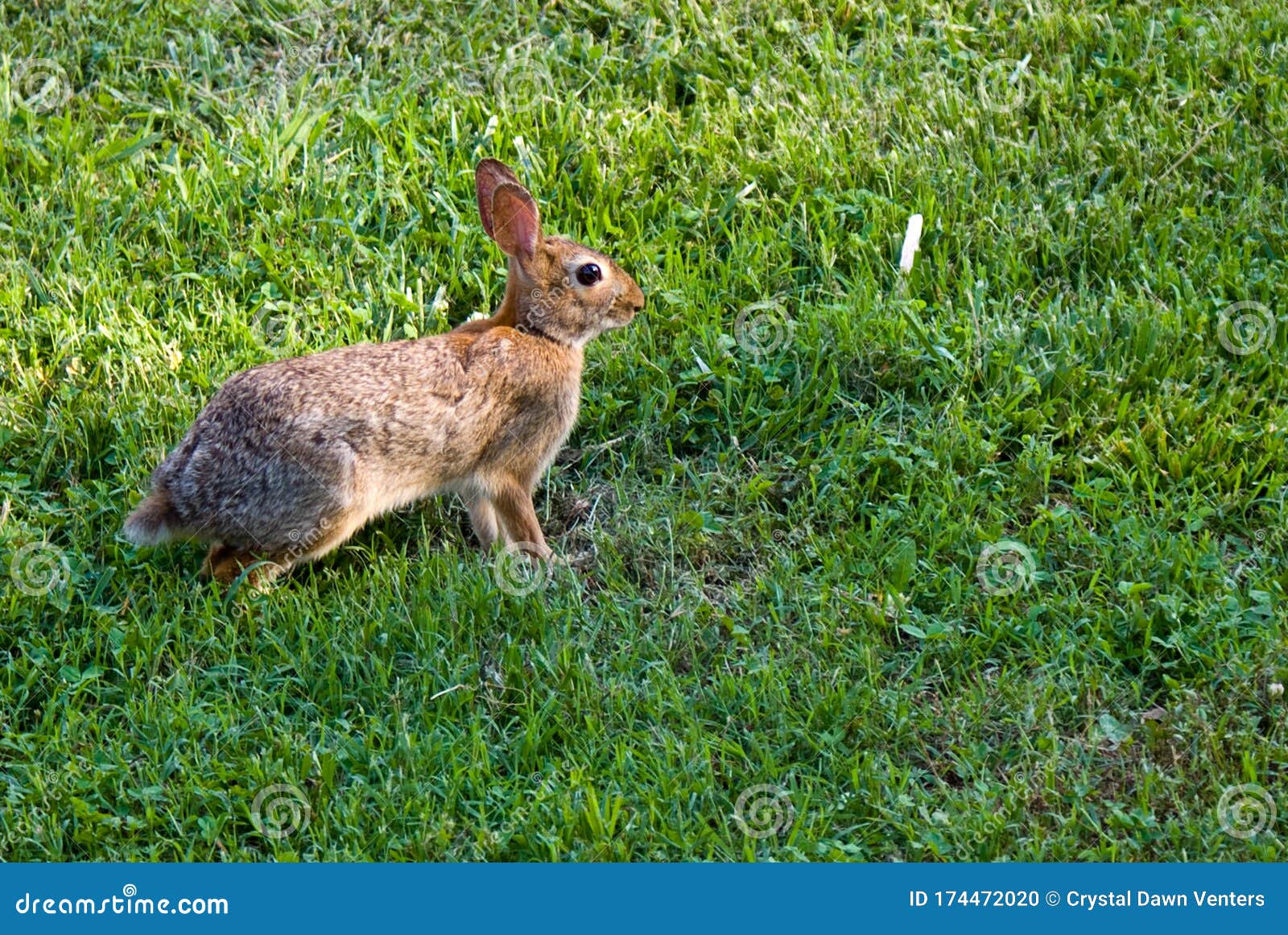 Hopping Rabbit Images - Download 663 Royalty Free Photos - Page 2