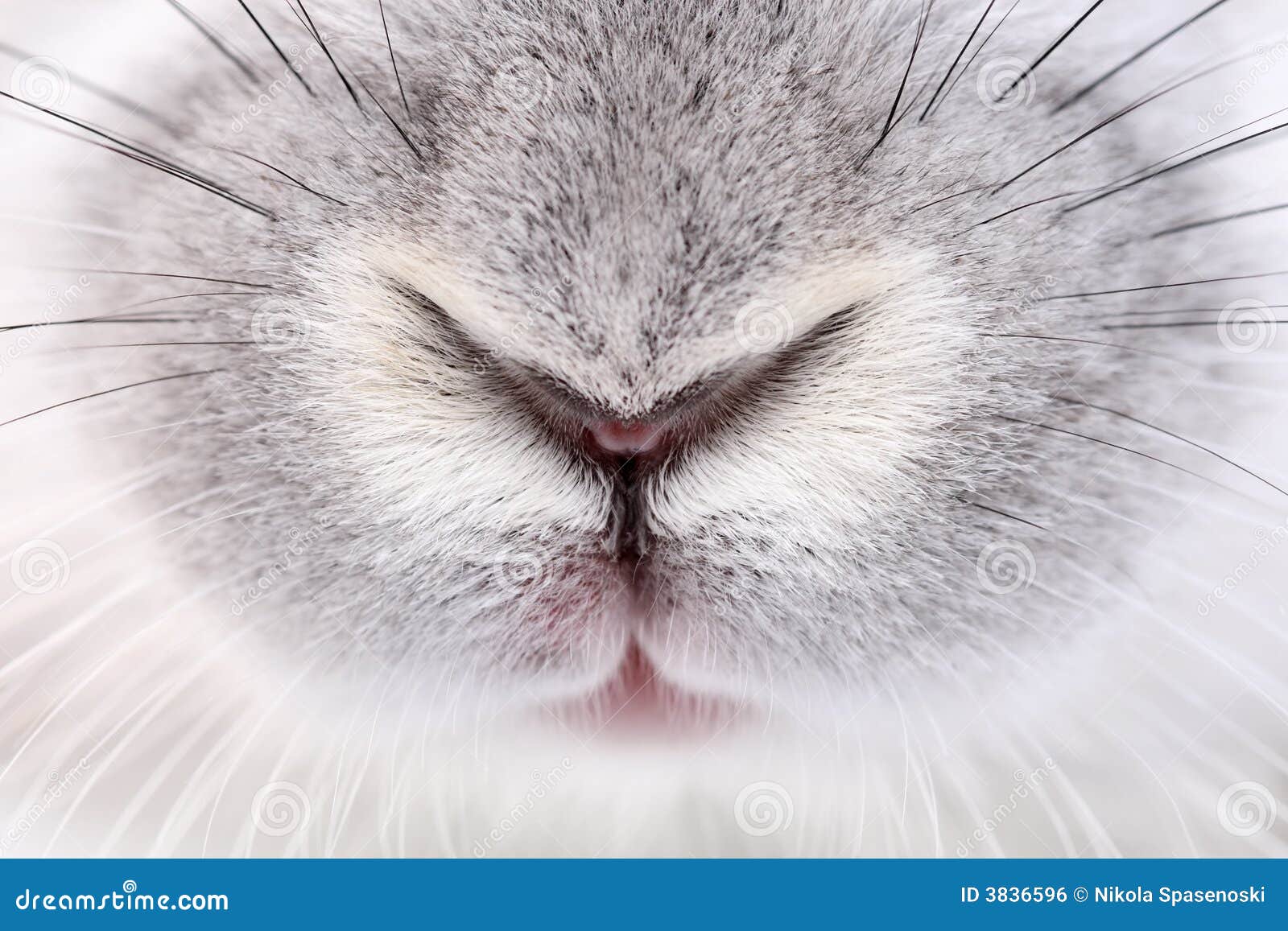 Rabbit stock photo. Image of lagomorphs, farm, live, cuddly 3836596