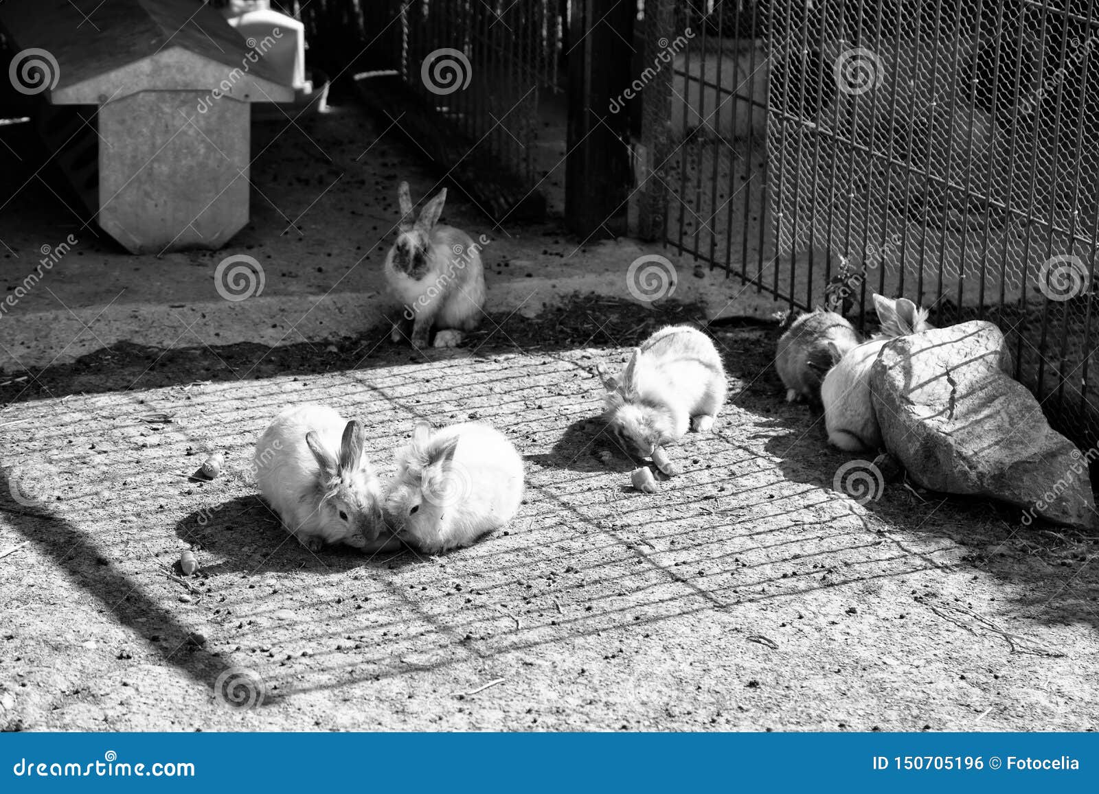Rabbit angora farm stock photo. Image of hair, nature 150705196