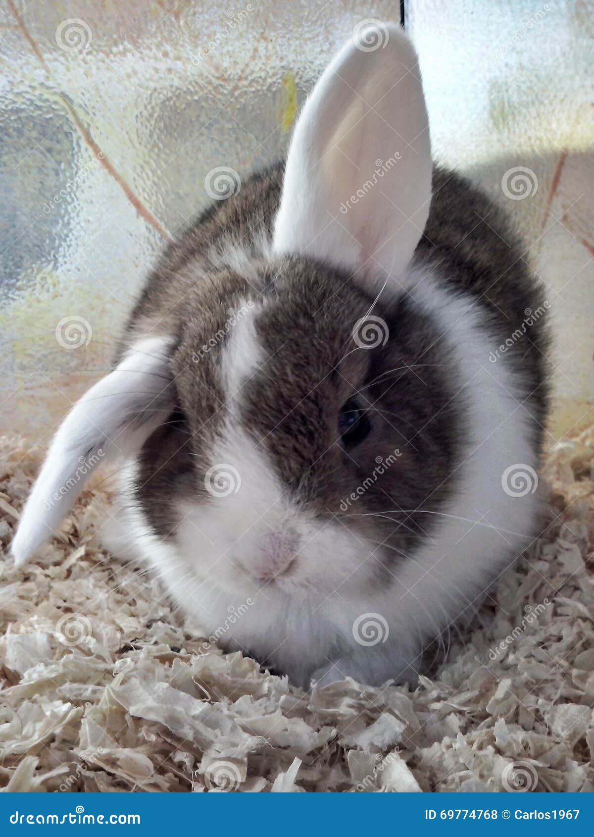 Rabbit Stock Photo Image Of White Rodent Belier Gray