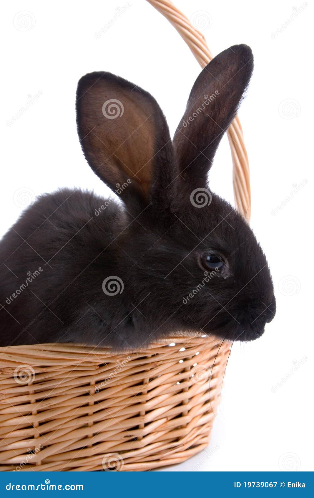 Rabbit in the basket stock image. Image of ears, easter 19739067