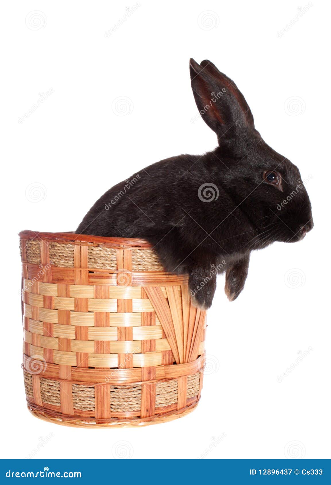 Rabbit in a Basket, Isolated. Stock Image Image of background, animal