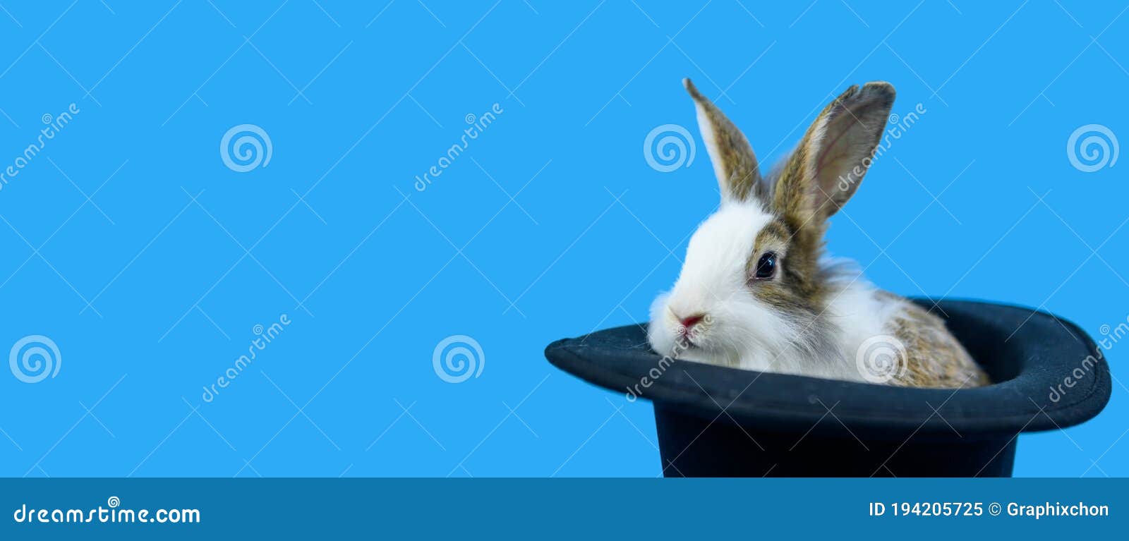 Rabbit on Blue Screen Background with Clipping Path. Spirit Animal and  Clever Pet Stock Image - Image of hair, creativity: 194205725
