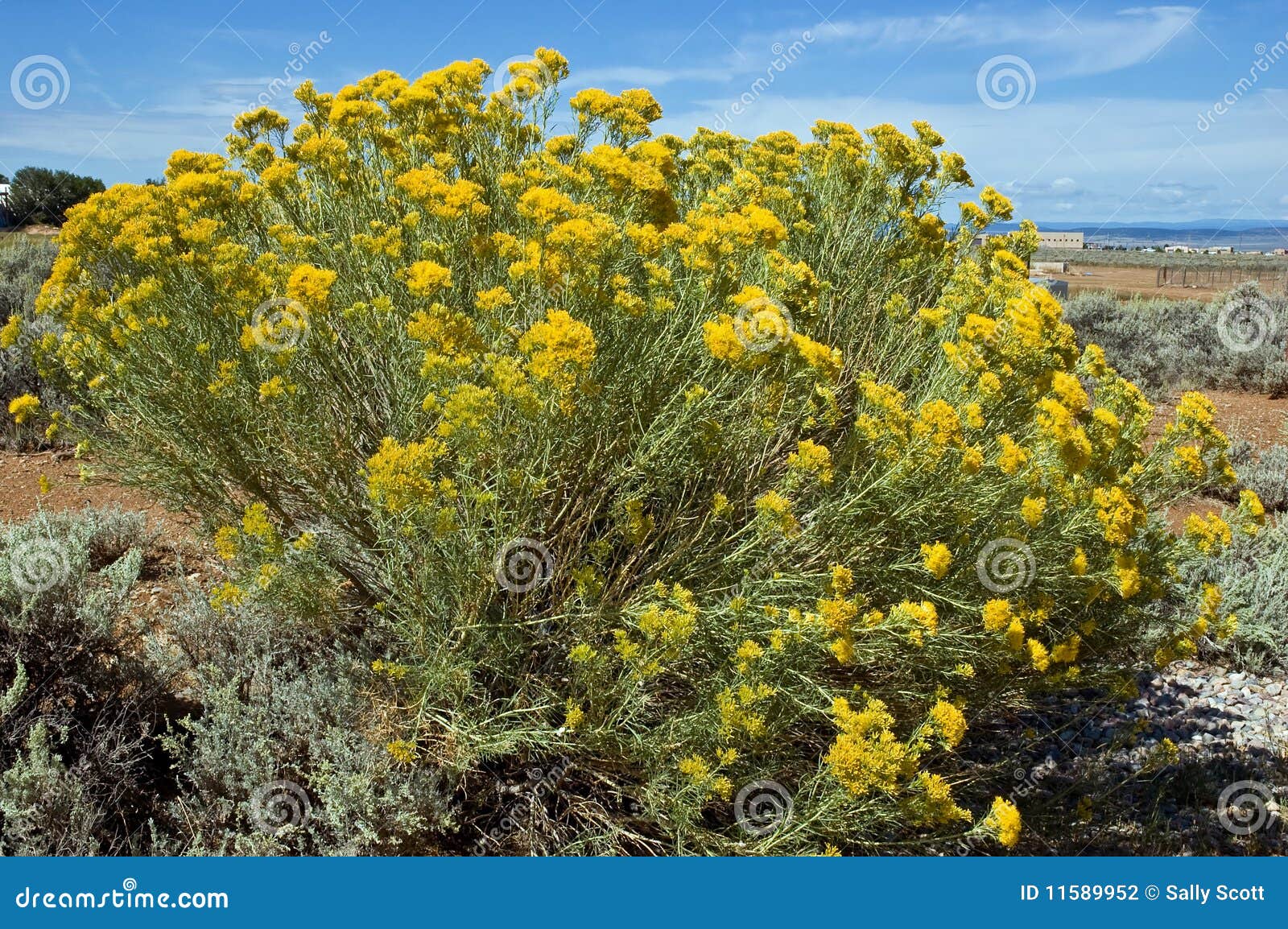 Dry Rabbit Brush In Winter RoyaltyFree Stock Photo