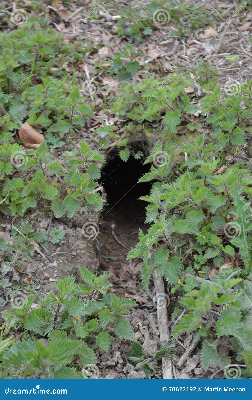 Rabbit burrow n a field. stock photo. Image of animal 70623192
