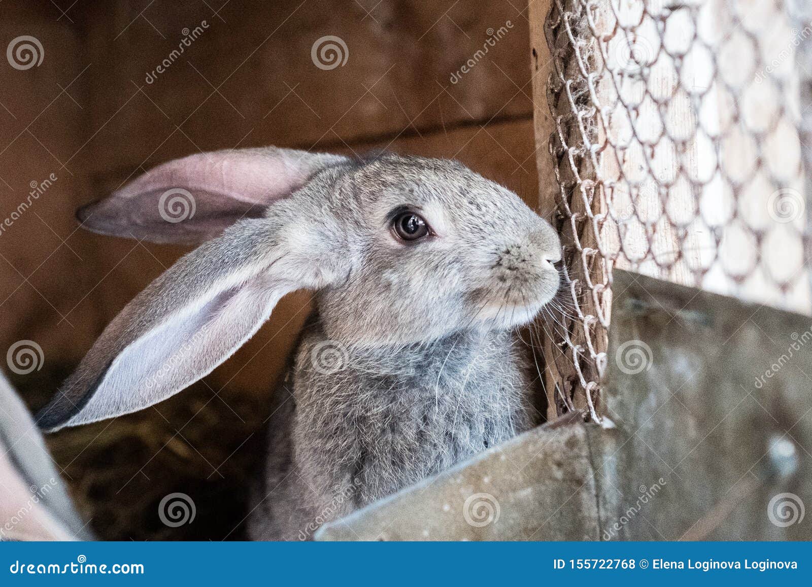 rabbit big cage