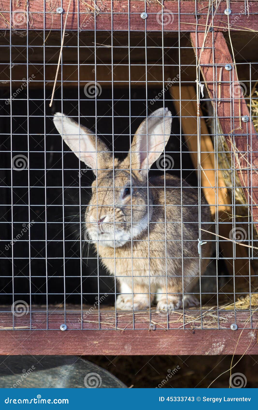 Rabbit in a cage stock image. Image of fluffy, animal 45333743