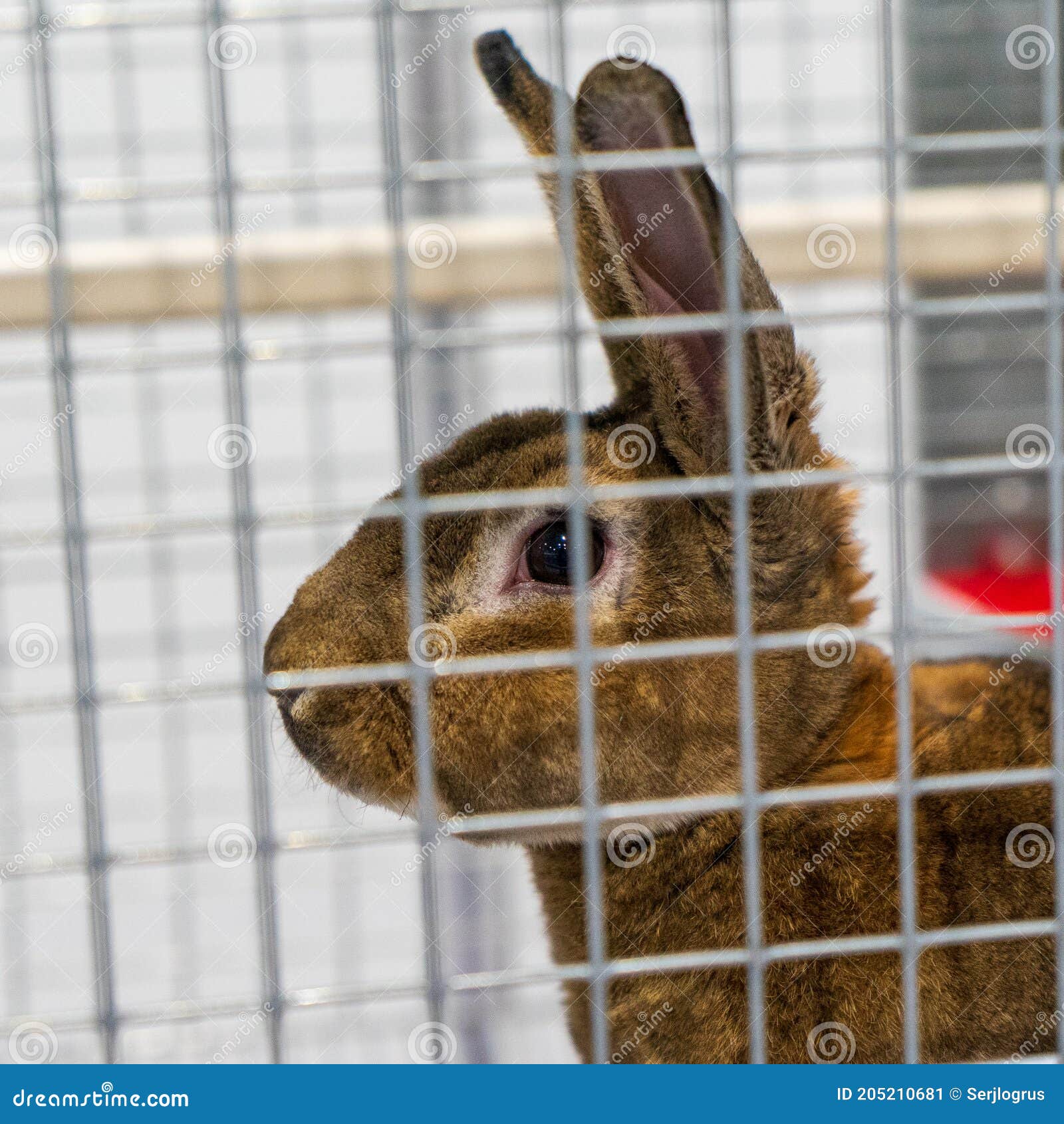 Rabbit Farm. Rabbit in the Cage. Stock Image Image of beautiful