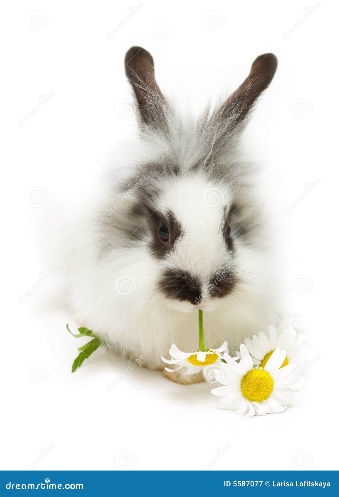Rabbit with camomile stock image. Image of rodent, white 5587077