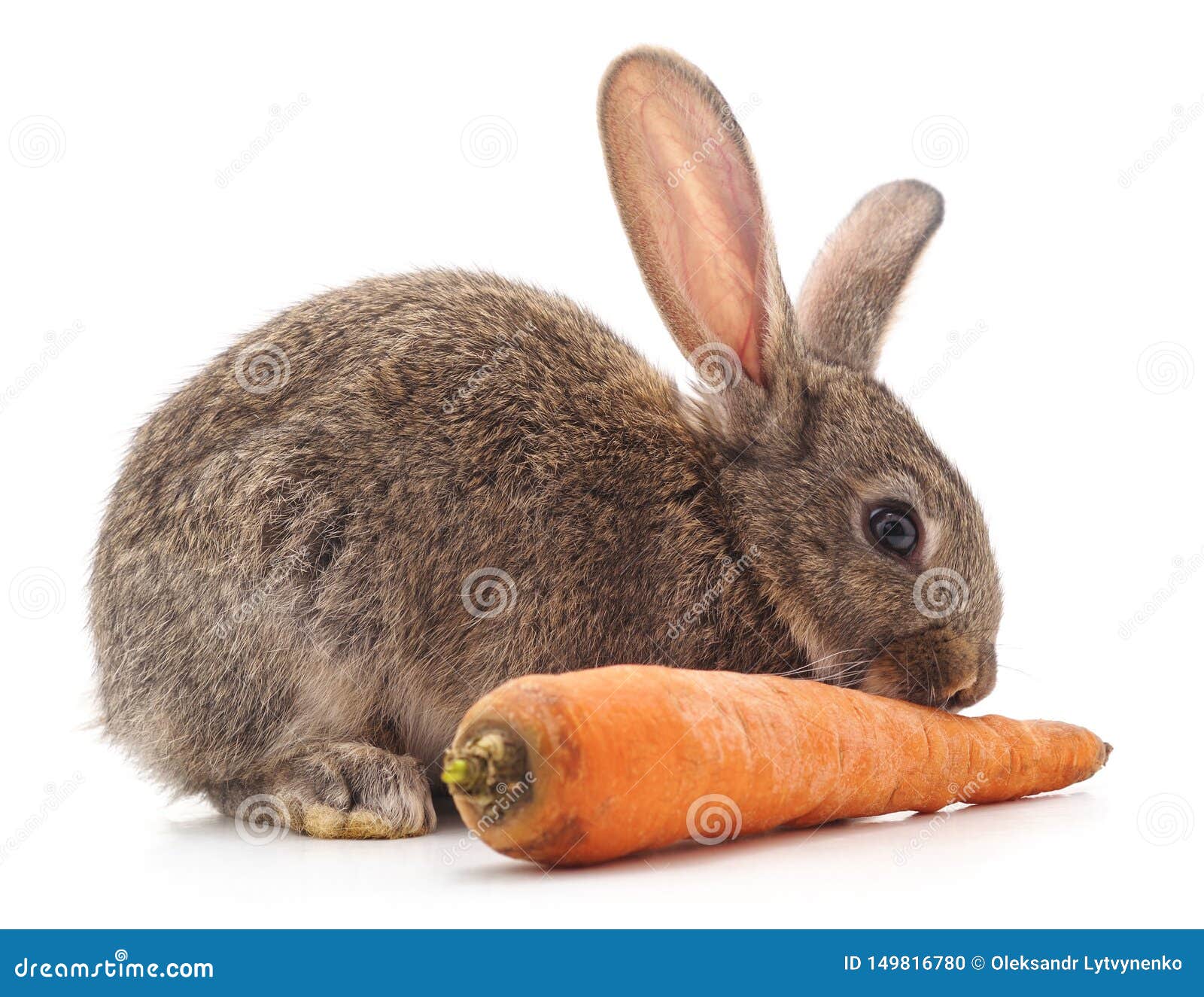 rabbit with a carrot