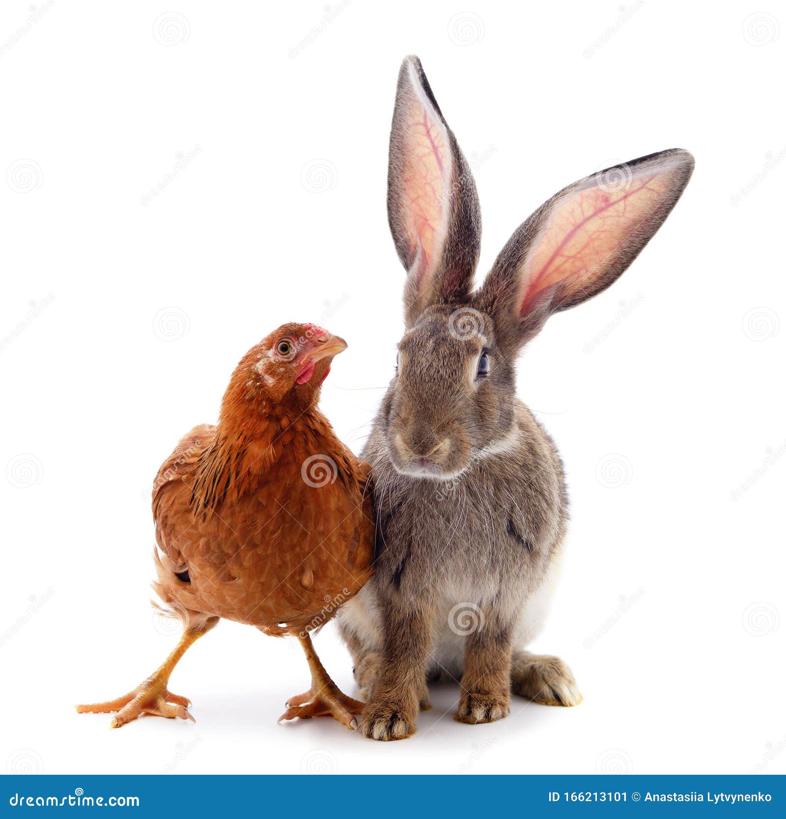 Rabbit and chicken stock image. Image of beautiful, chicken 166213101