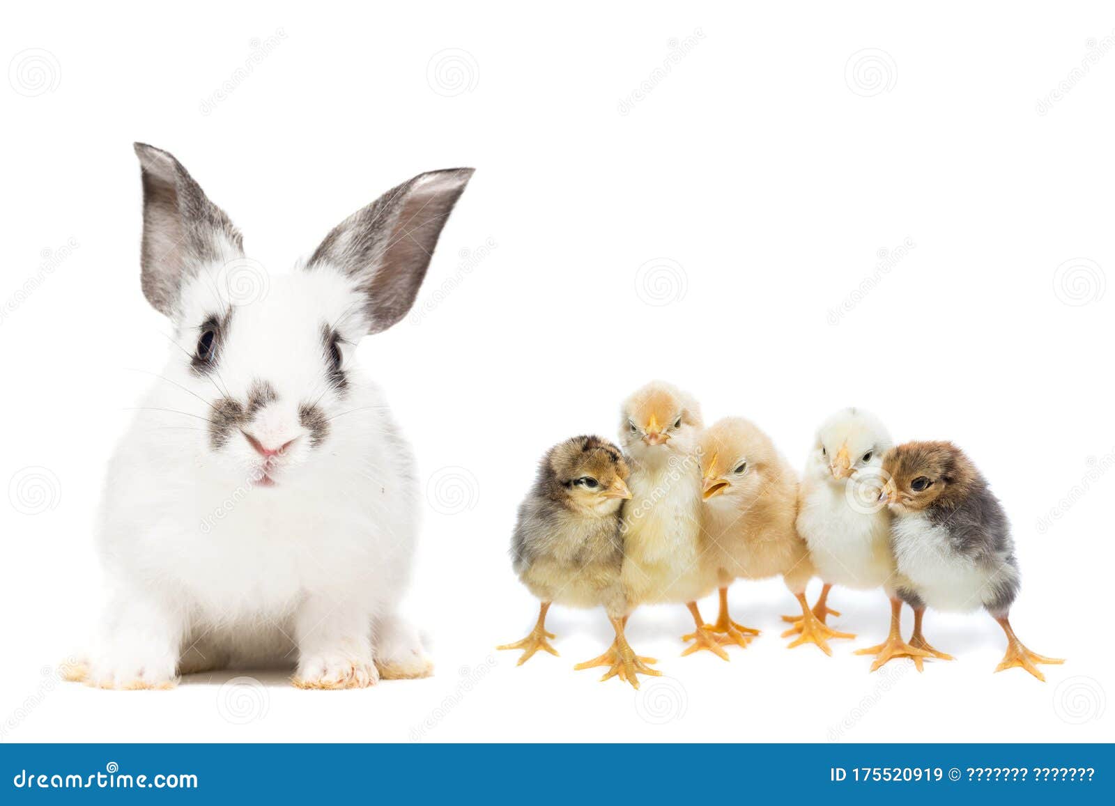 Rabbit and chicken stock image. Image of furry, copy 175520919