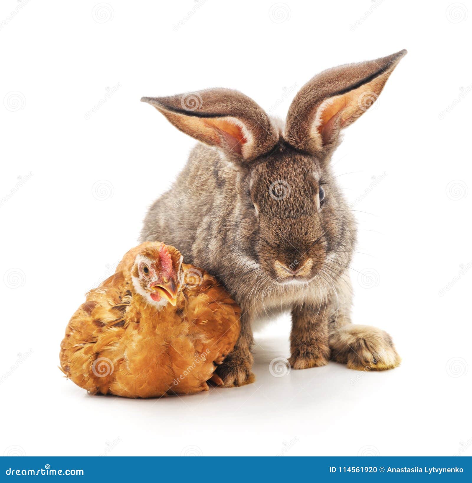 Rabbit and chicken. stock photo. Image of pride, animal 114561920