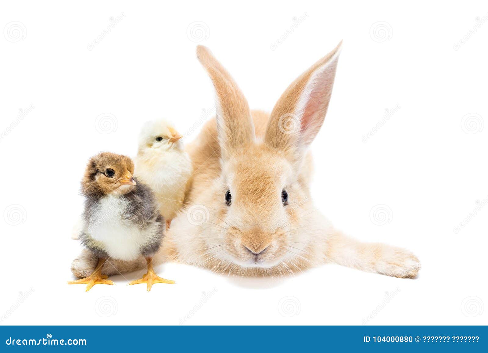 Rabbit and chicken stock photo. Image of little, rabbits 104000880
