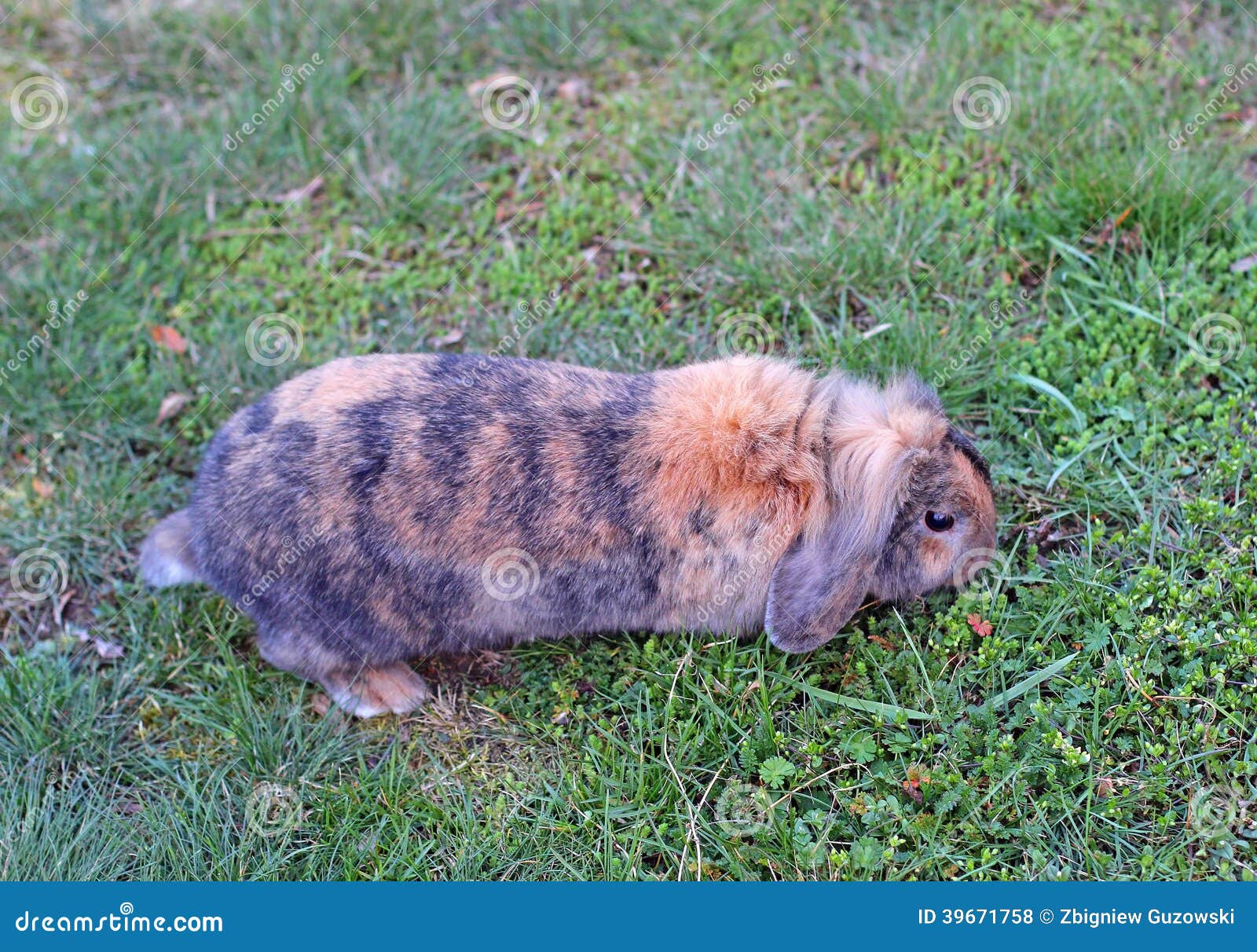 Rabbit stock photo. Image of cute, wildlife, backyard 39671758