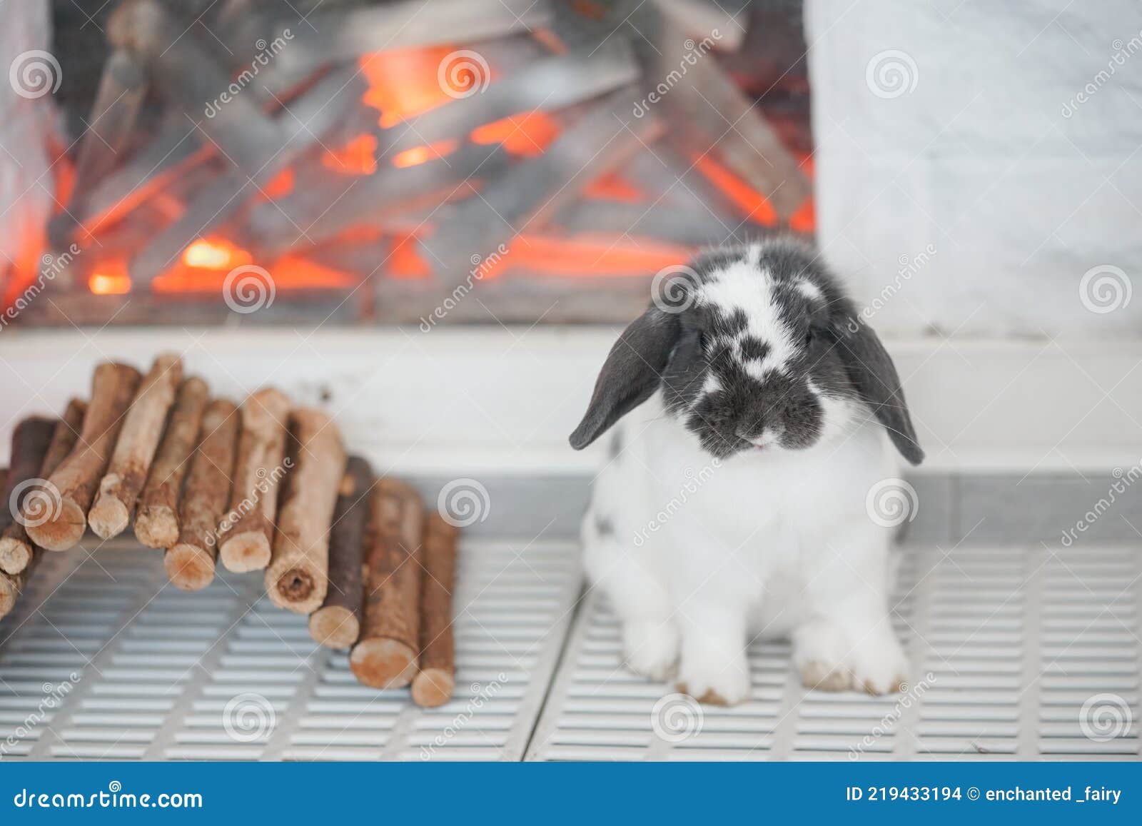 Rabbit. a Cute Holland Lop Rabbit in Black and White by the Fireplace