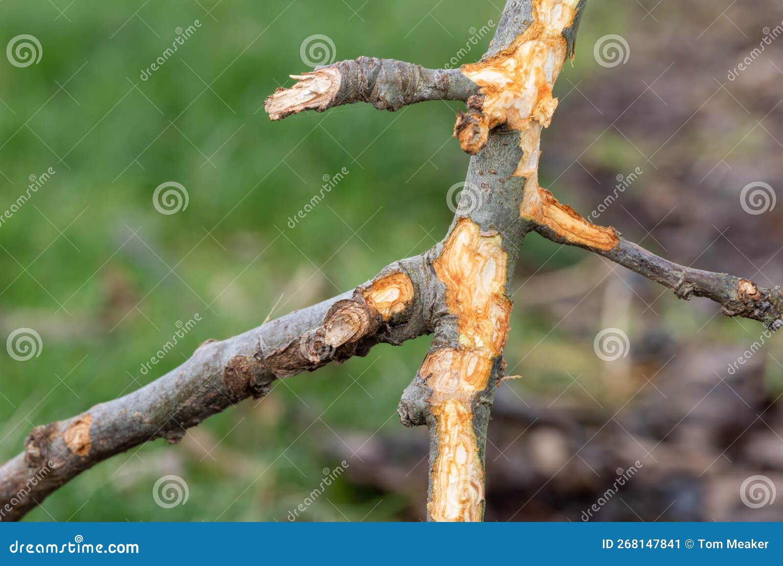 Rabbit damage stock image. Image of horticultural, environment 268147841