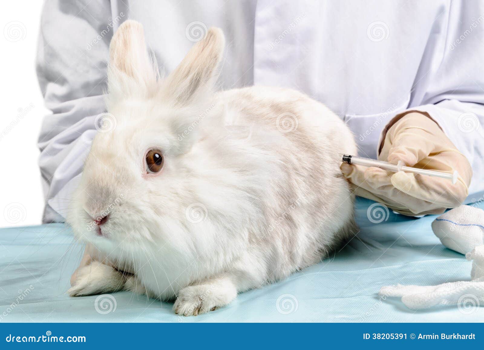 https://thumbs.dreamstime.com/z/rabbit-doctor-provide-veterinarian-treatment-rabbits-syringe-38205391.jpg