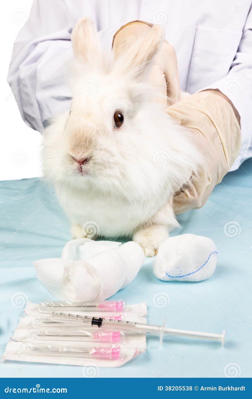 rabbit doctor