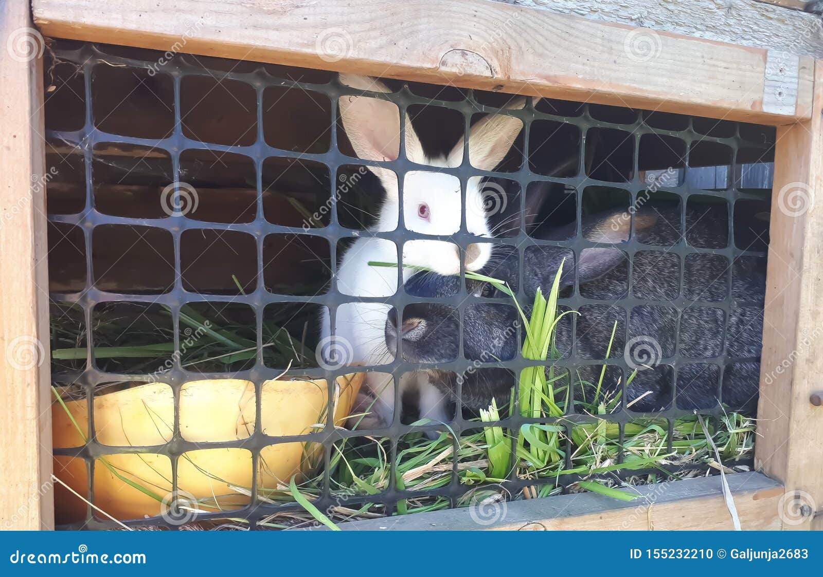 The Rabbit, Doerabbit, Black, White, Sit in a Cage Stock Photo Image