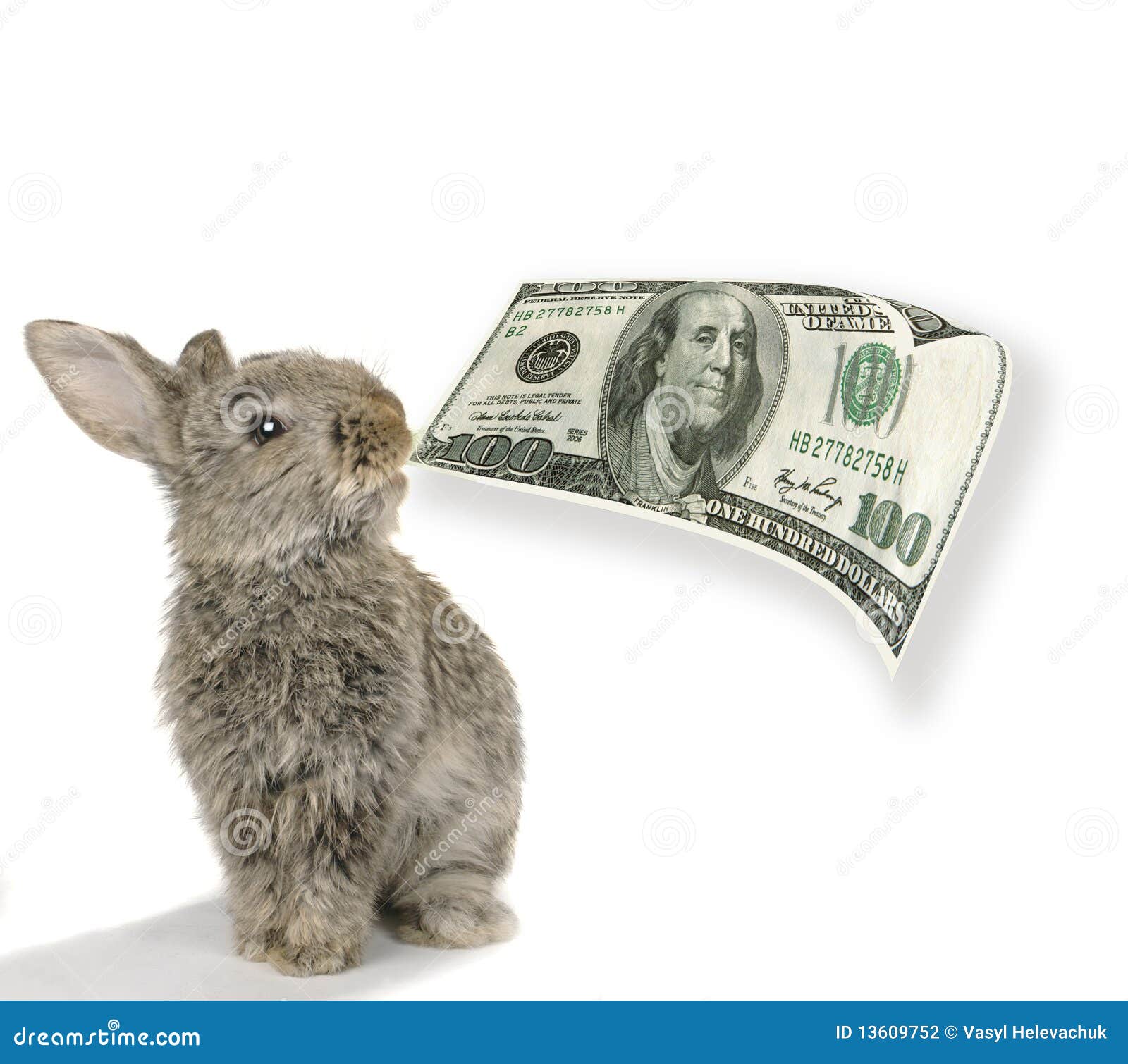 Rabbit with dollar stock photo. Image of bank, pets, wildlife 13609752