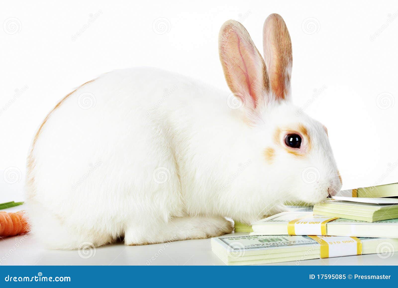 Rabbit and dollars stock image. Image of dollar, bunny 17595085