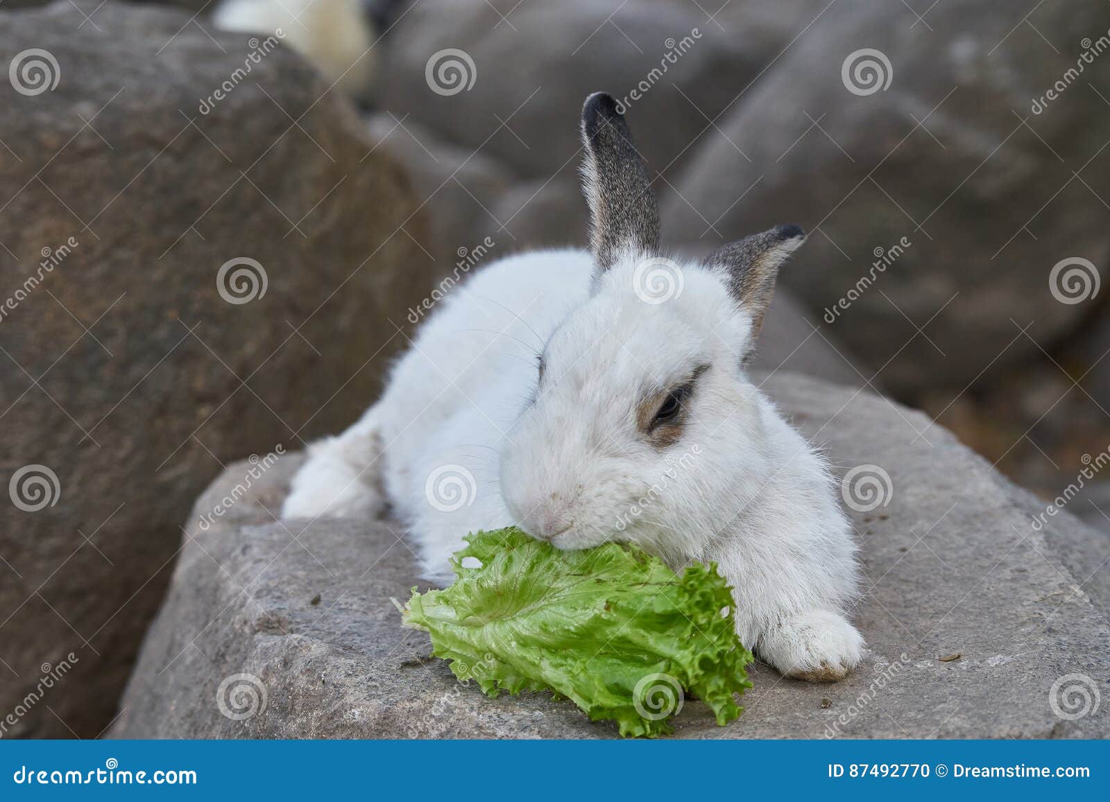 Rabbit Eat Lettuce on the Rock Stock Photo Image of easter, baby 87492770
