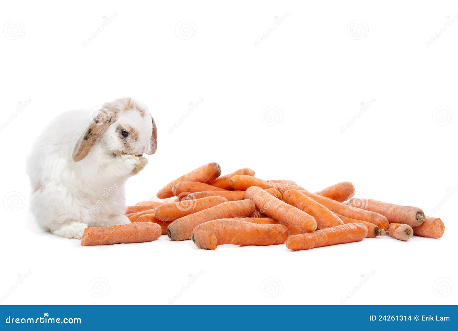 Rabbit eating carrots stock photo. Image of sitting, furry - 24261314