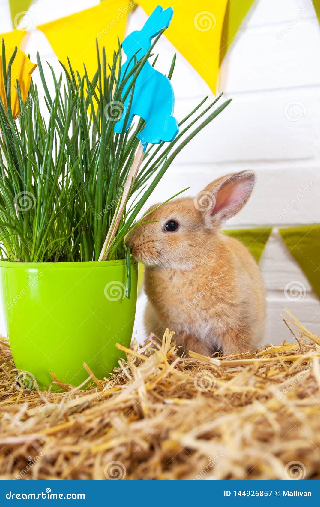 Rabbit eating flowers stock image. Image of basket, colorful 144926857