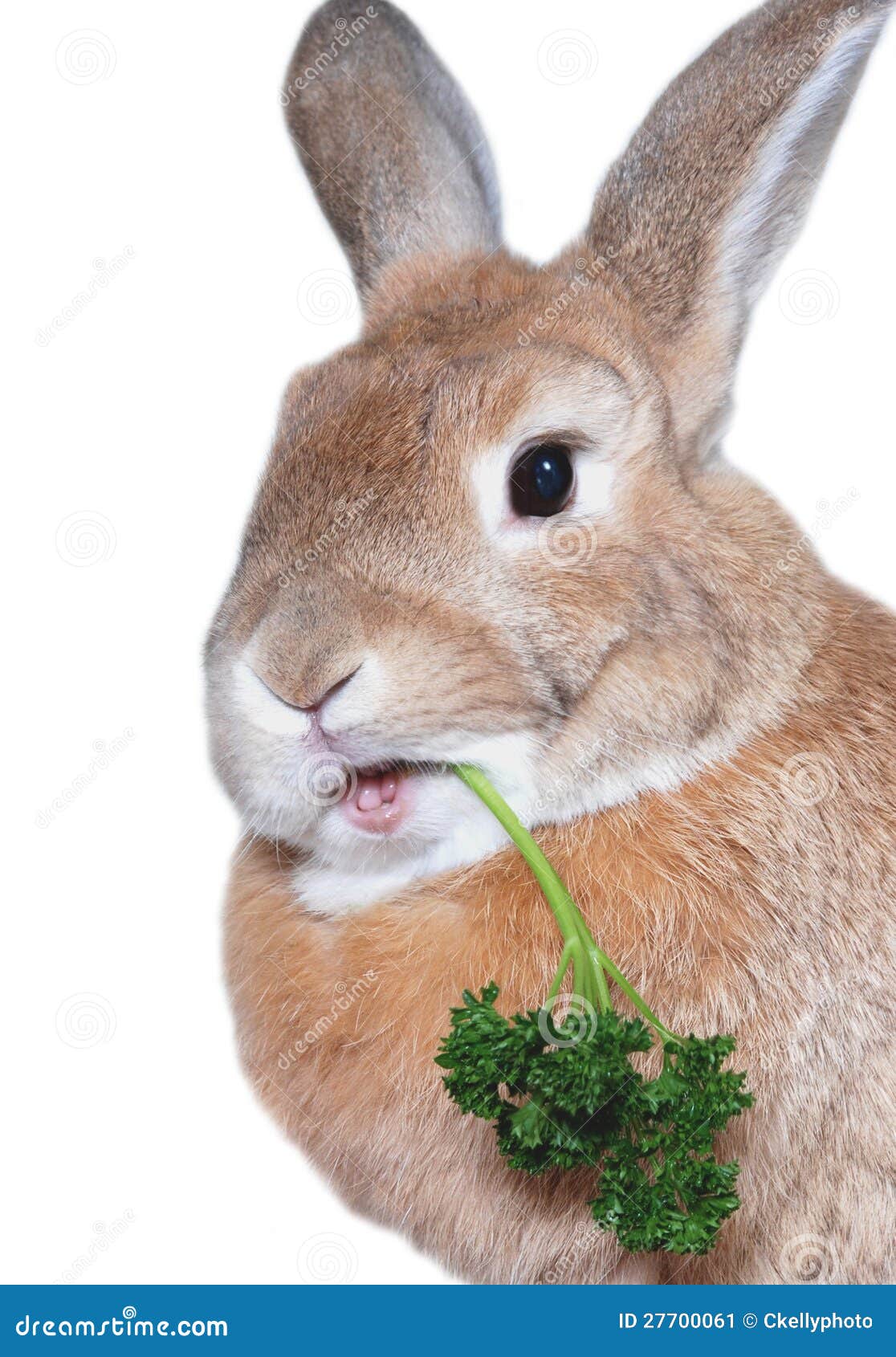 Young Dwarf Rabbit - munching a Parsley leaf Stock Photo - Alamy