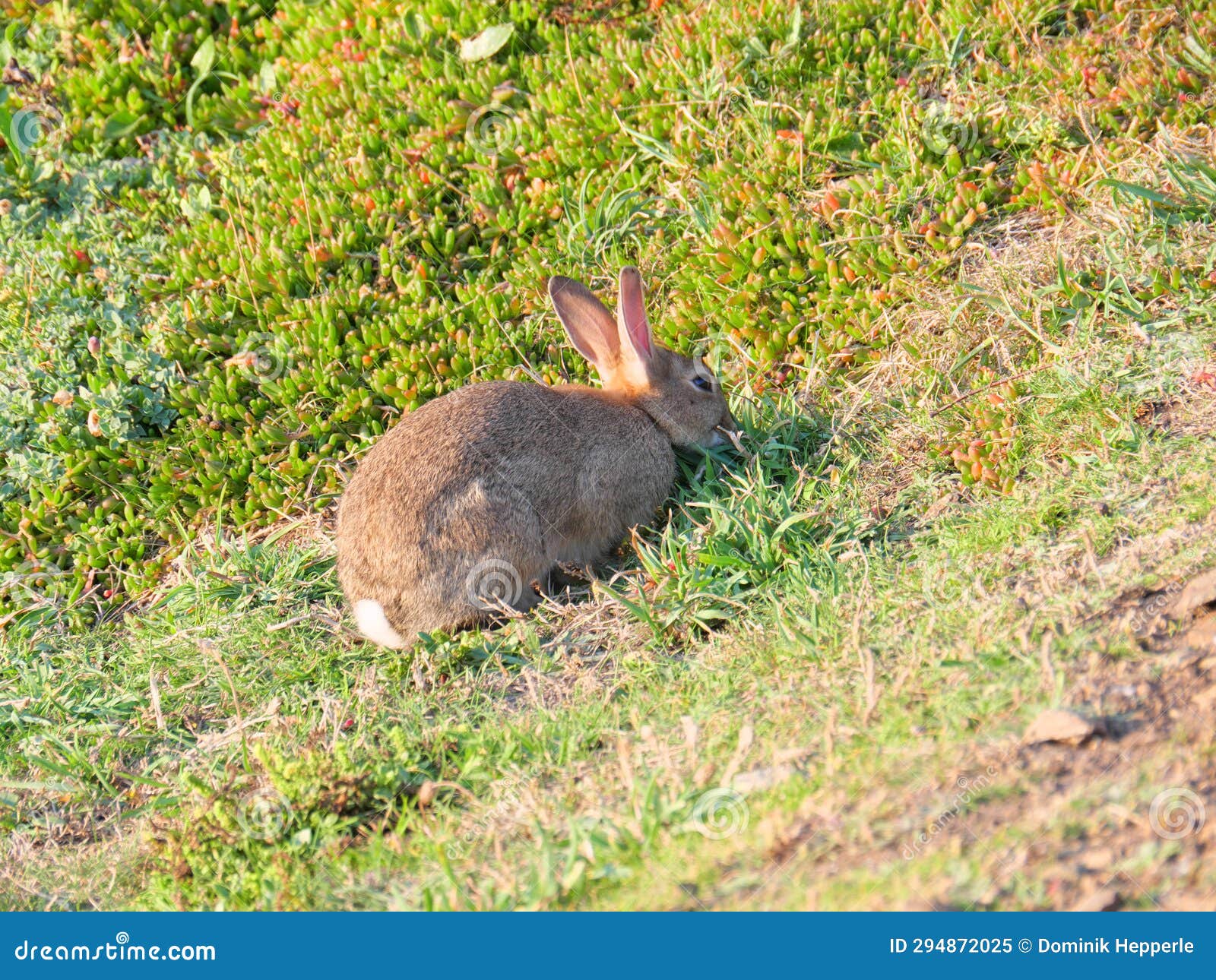 A Rabbit Eating Plants of the Sparse Coastal Vegetation at Lizard