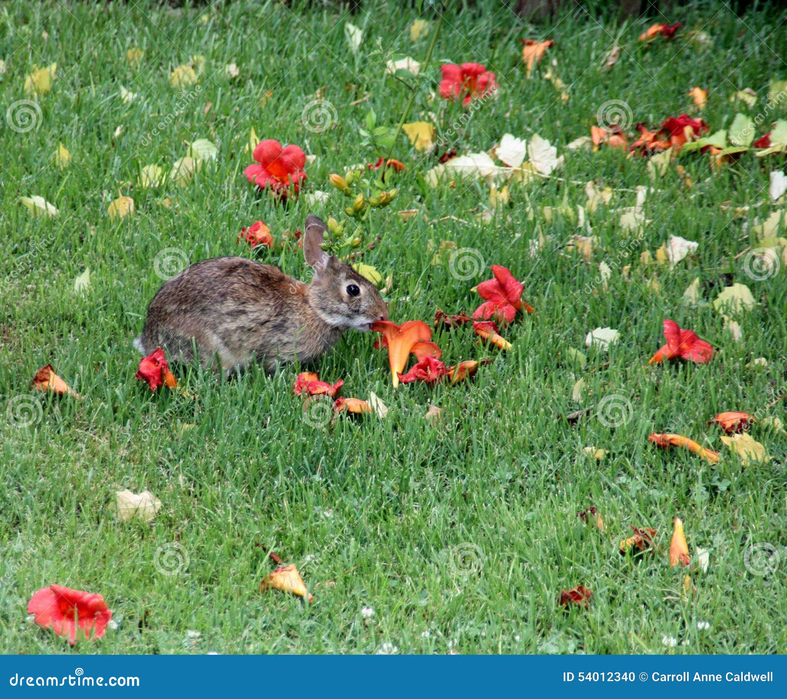 Rabbit Eating Trumpet Flower Stock Photo Image of bloom, rabbit 54012340