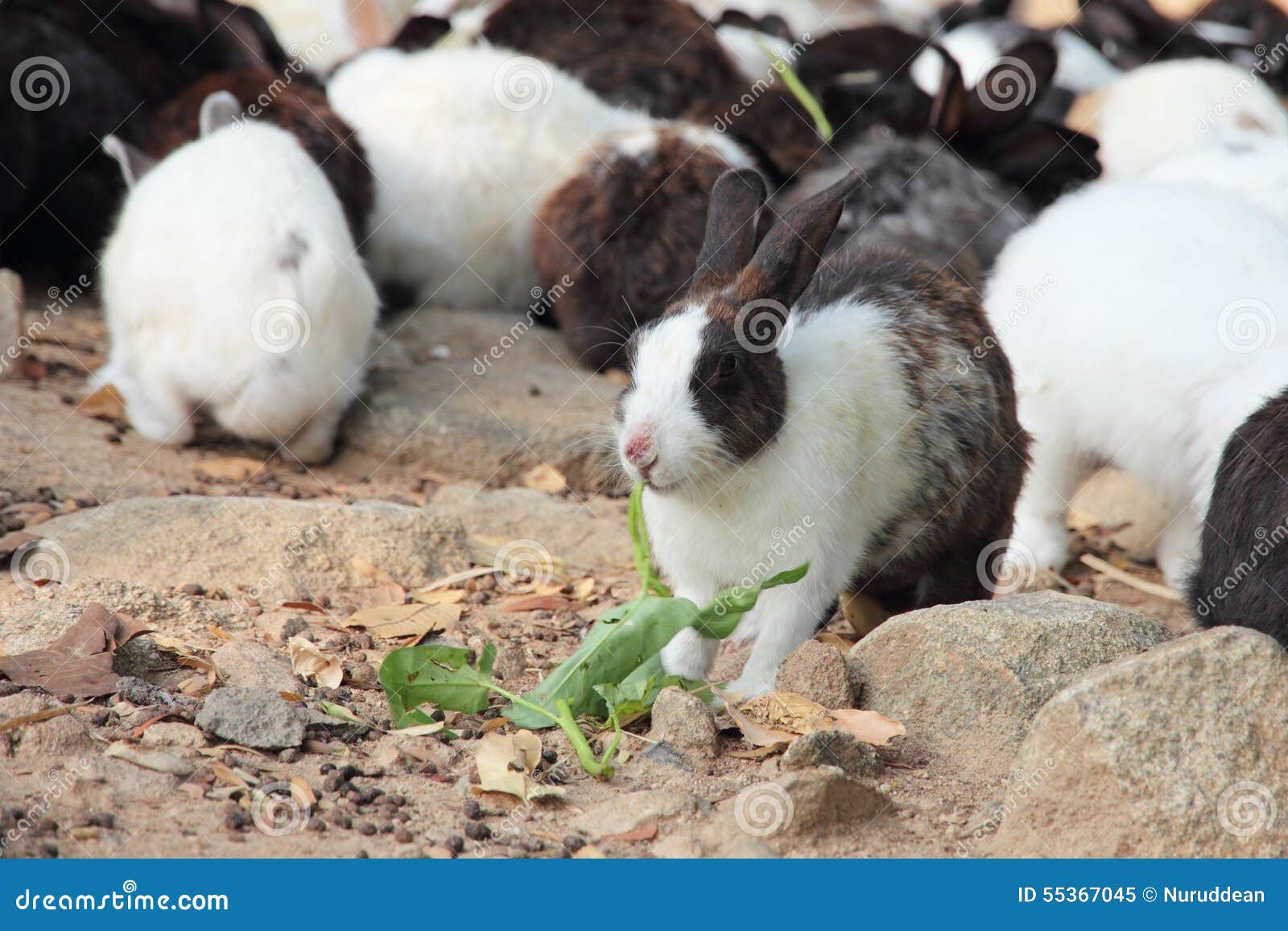 Rabbit eating vegetables stock image. Image of rodent 55367045