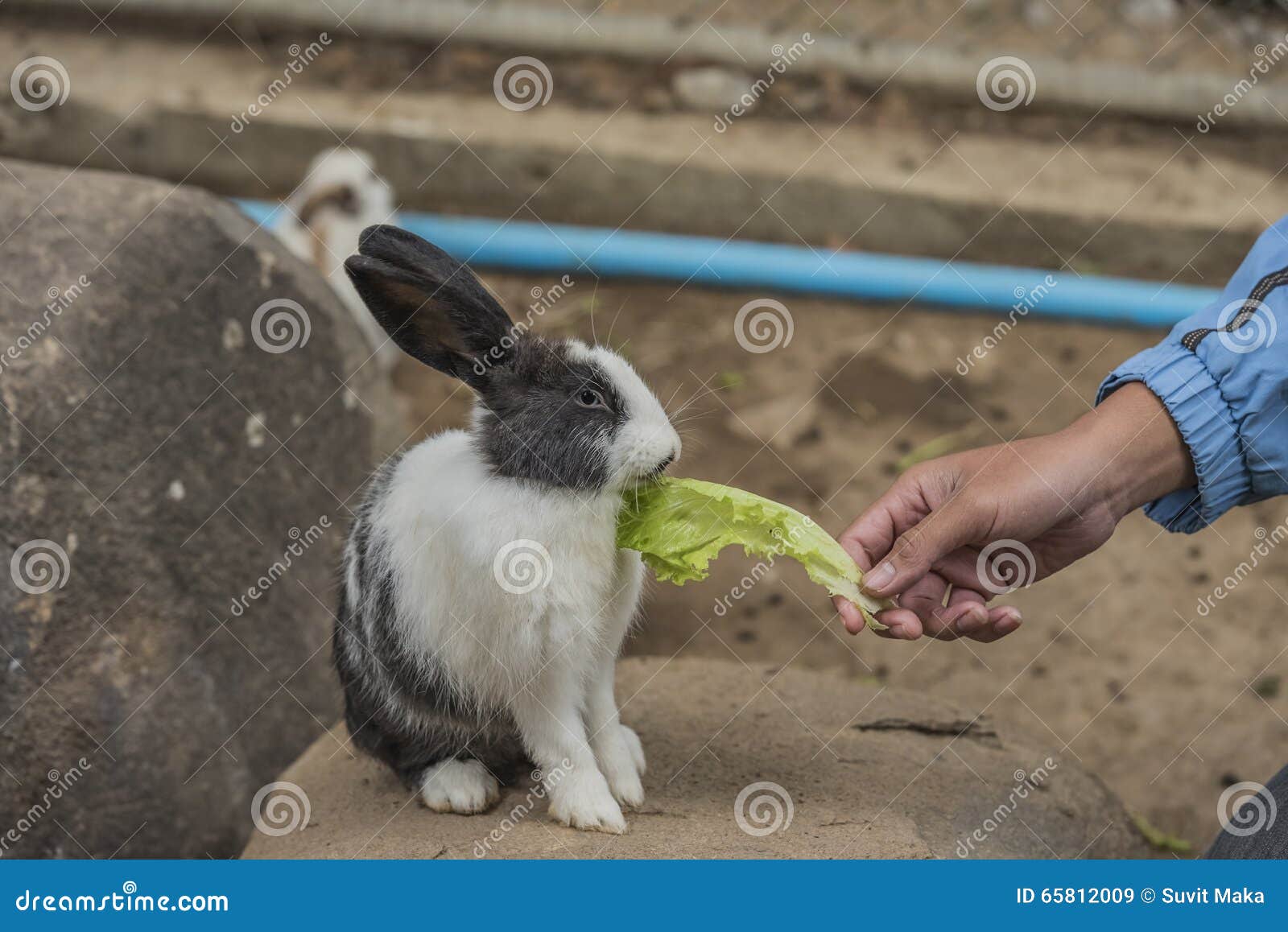 Rabbit eating vegetables. stock image. Image of outdoor 65812009