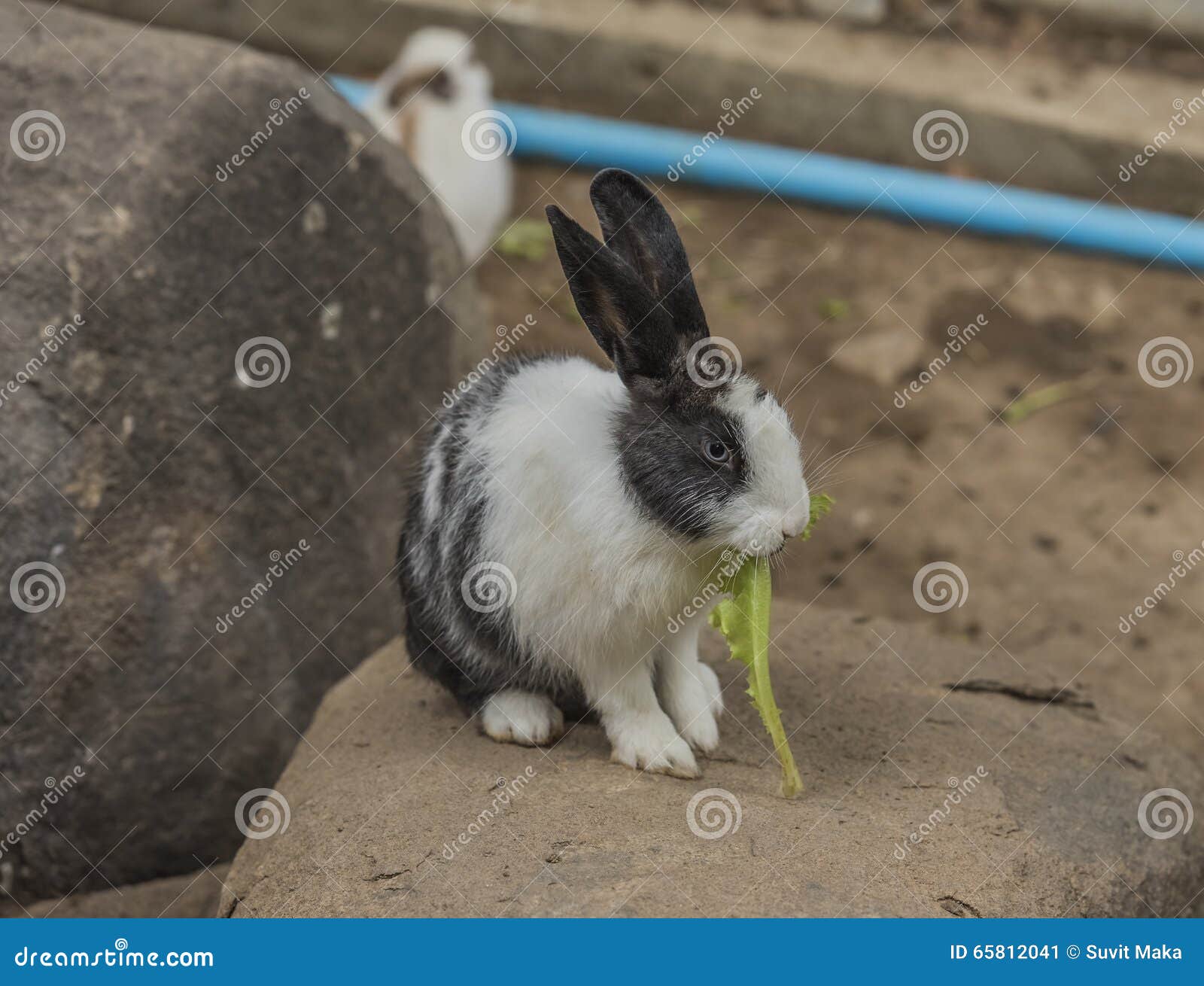 Rabbit eating vegetables. stock image. Image of look 65812041