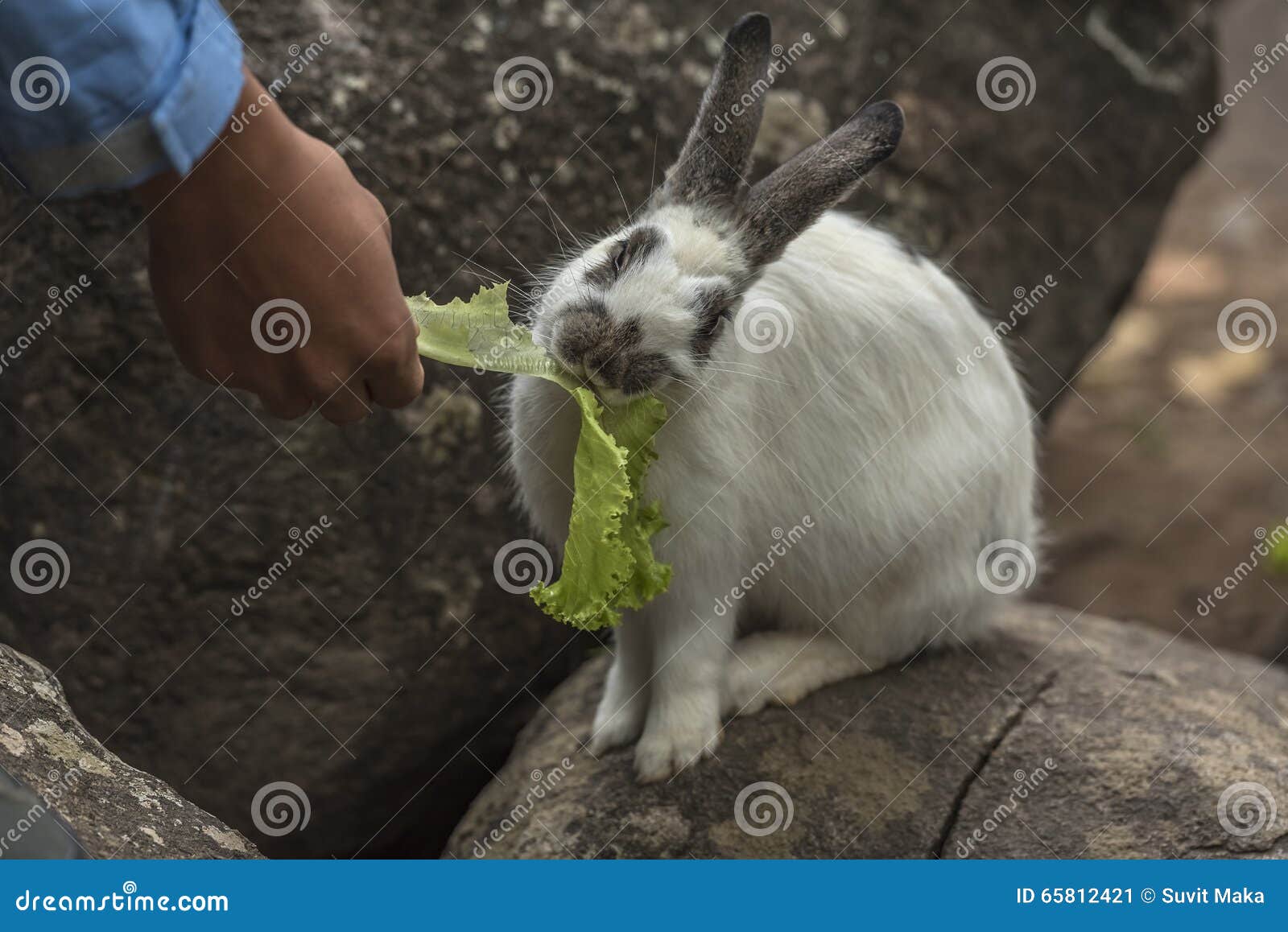 Rabbit eating vegetables. stock image. Image of ears 65812421