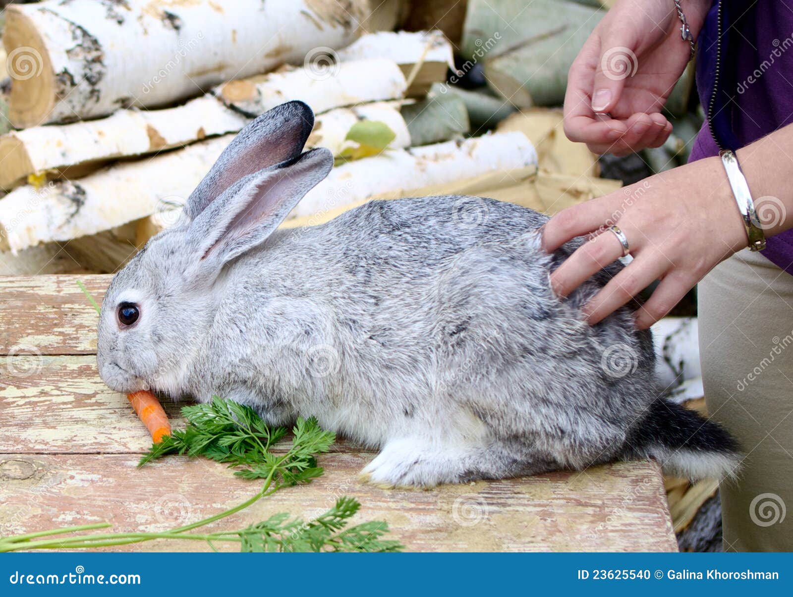 Rabbit eats carrot stock photo. Image of domestic, cony 23625540