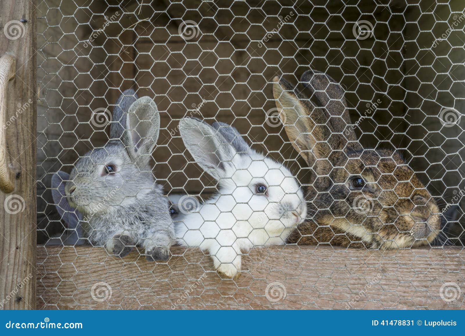 Rabbit family in cage stock image. Image of ecology, mamal 41478831