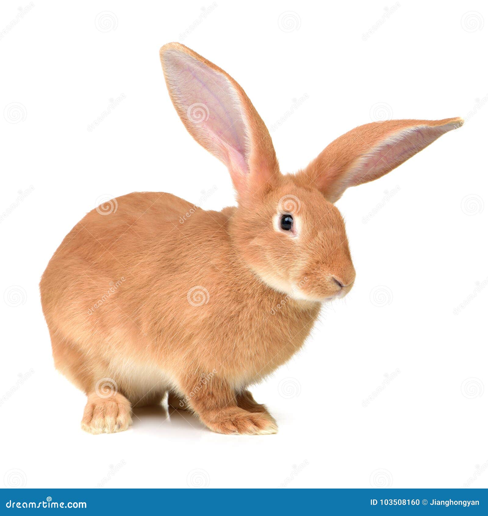 Rabbit farm animal stock photo. Image of farm, wood - 103508160