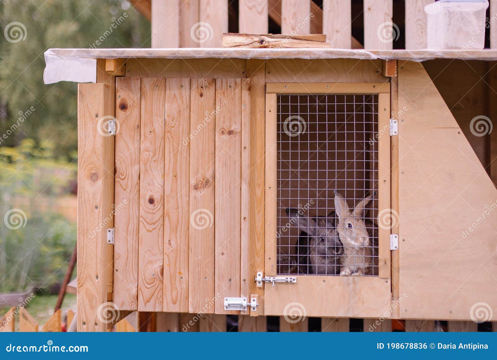 Rabbit Farm Household. Cute Fluffy Bunnies in Cages Stock Photo - Image of breeder, home: 198678836 Rabbit Farm Household. Cute Fluffy Bunnies in Cages Stock Photo - Image of breeder, home: 198678836
