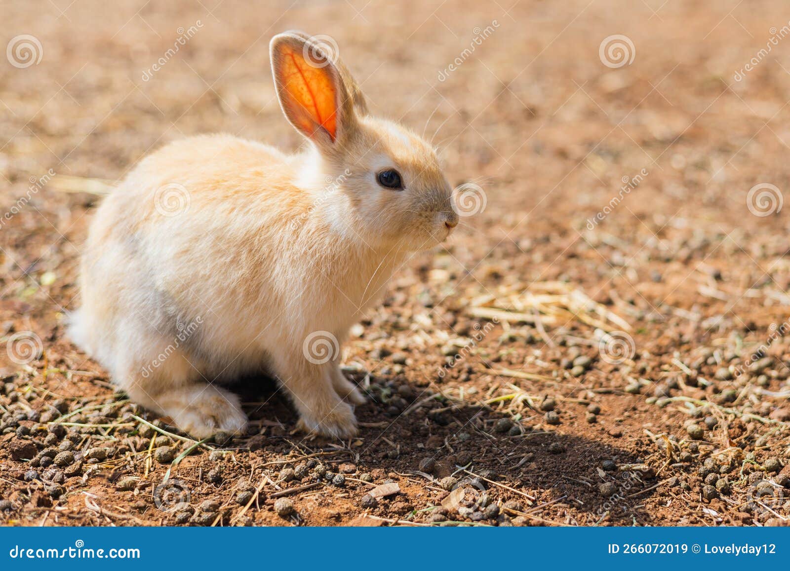 Rabbit on the Farm and Sunshine Stock Image Image of ears, green