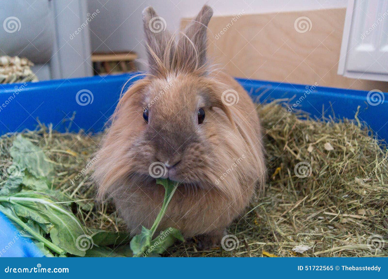 Rabbit during feeding stock image. Image of rabbit, lettuce 51722565