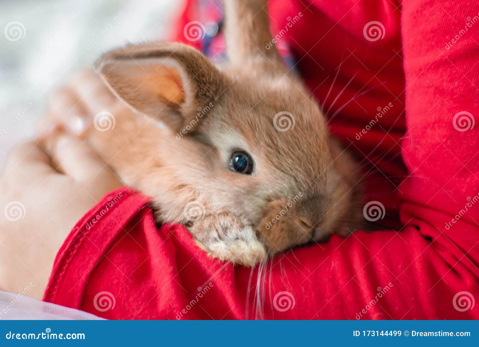 Rabbit Fluffy Animal Rabbit for the Magazine Stock Image - Image of  numbering, rodents: 173144499